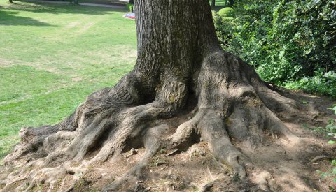 Racines d'un arbre